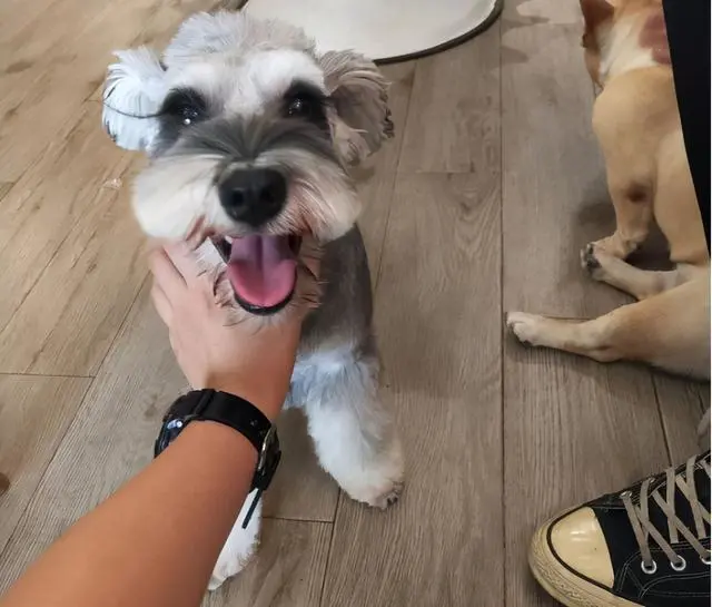 雪纳瑞身上的6大“秘密”，还不知道的，真白养了！