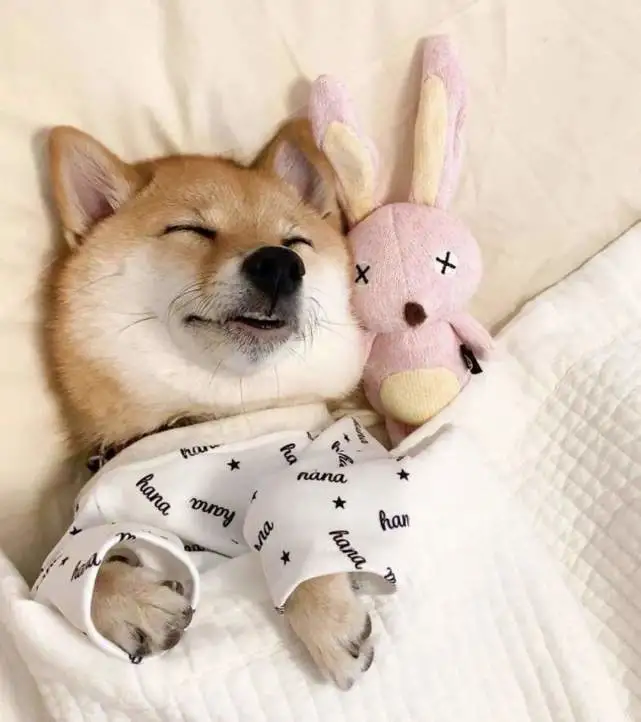 细数跟狗狗一起“睡觉”的4大弊端，看你还敢不敢！