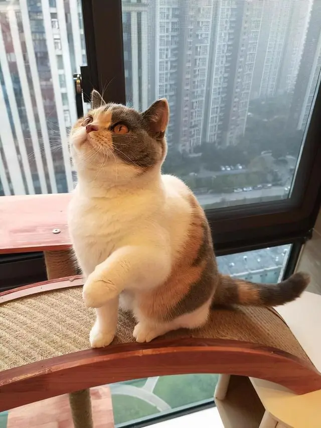 “公英短”坏处这么多，难怪养的人少了