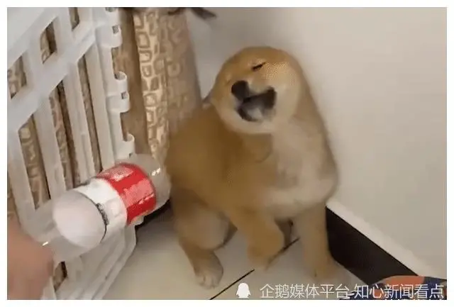 湖南一狗子尿窝里怕被教训，“戏精附体”躲过一劫：不当演员可惜