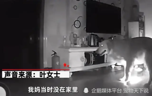 神奇，狗狗在监控的指挥下，会开手电筒去接女主人
