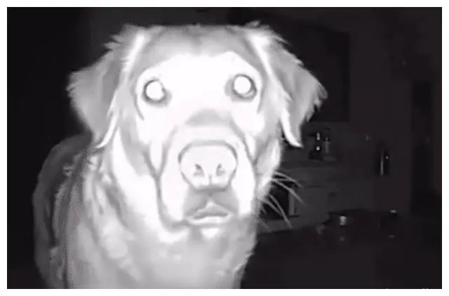 湖北一女子用监控指挥狗子接她回家，结果狗狗秒懂叼着手电来接驾