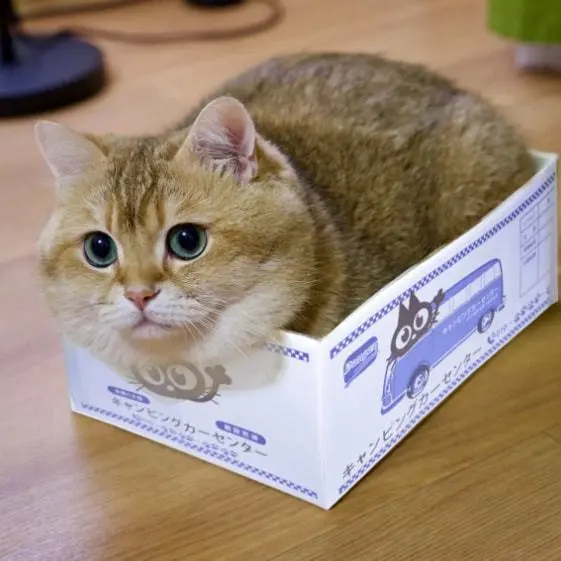 猫咪为什么沉迷于纸箱不可自拔？