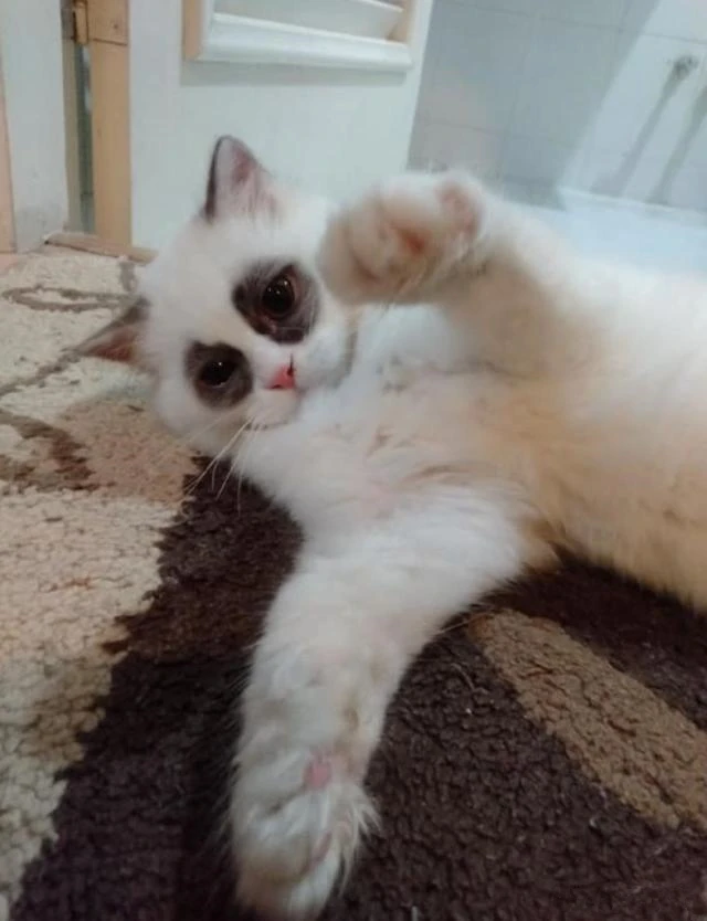 朋友说养了只“熊猫”，起初都不相信，看完照片后：没少熬夜吧？