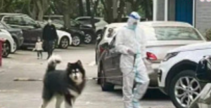 帮忙遛狗的防疫人员们：这些一大一小的身影，也太可爱了吧…