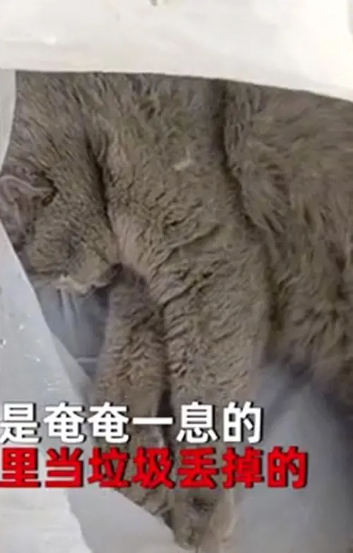蓝猫走丢后，再次找到时在垃圾袋里，主人：不想养为什么不还我？