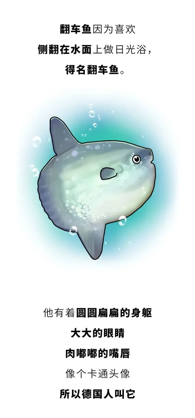 翻车鱼——被欺负了一辈子的“傻大个”！