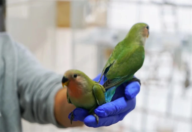 冷知识科普：小鹦鹉寿命有多长？答案是多数人想不到的