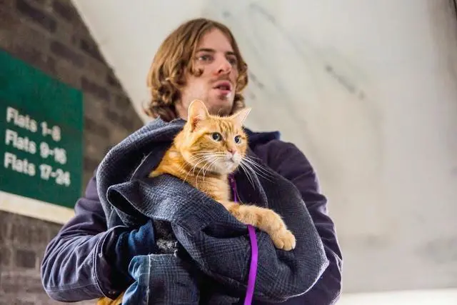 人之所以喜欢养猫，其实是因为“内心孤独”