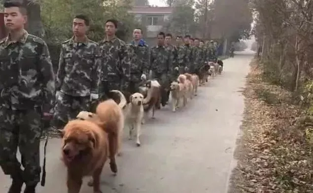 偶遇一群警犬晨练，有德牧有金毛，但看到这只狗路人都笑了
