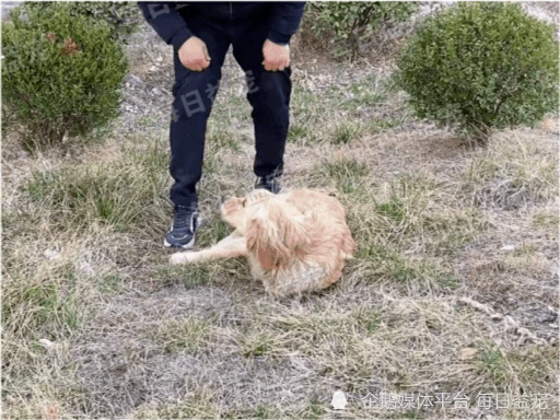 金毛被打断双腿后抛弃，热心小伙心疼狗狗，不惜花重金医治它