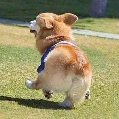 注意！在哈尔滨养狗得办狗证！还有这些狗禁止饲养！