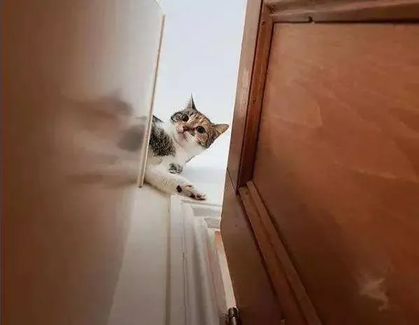 凌晨五点，我家猫从窗户跳了出去……永失所爱