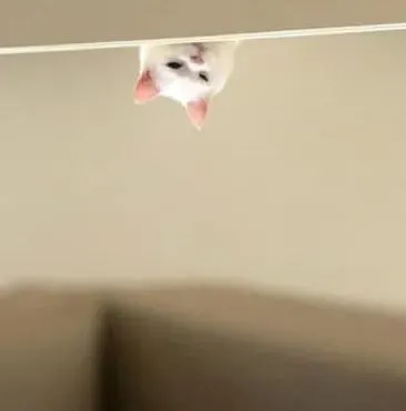 当你养了一只“不接地气”的猫……