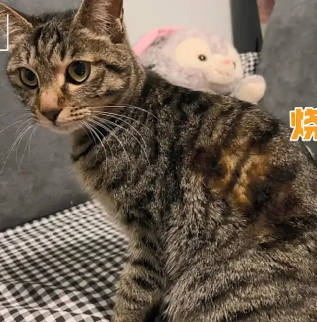 猫咪趴在取暖器旁，几分钟后主人瞟了眼喵后乐了：你也太憨了吧？