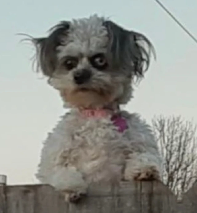 本以为是cosplay，结果这狗真长这样