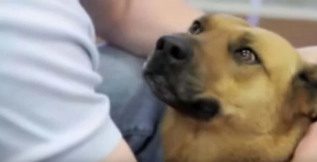 把已经认你为主的狗子送人，会有什么后果你清楚吗，让我来告诉你