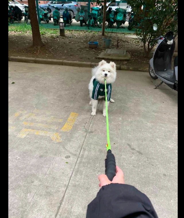 网友要带萨摩耶回家，它却扭脖子过去一脸的傲娇：我还没出汗呀！