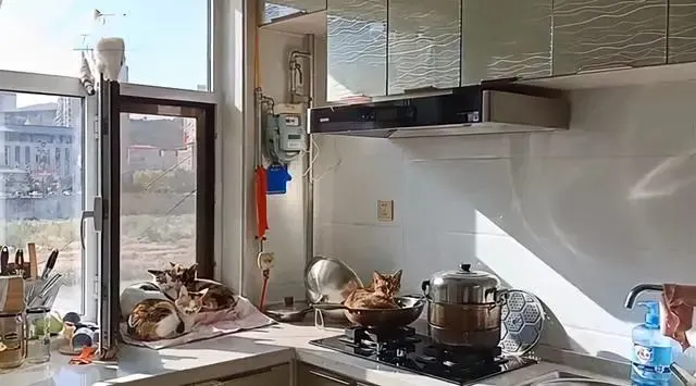 女子到处找不见猫，跑进厨房后一看：你们也太惬意了吧？