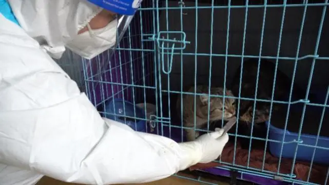 深圳福田明确携宠物隔离需同时满足三条件！免费托管详情也来了