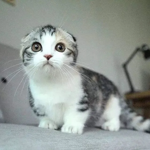 公认“不臭”的猫，好久不洗澡，身上也是香香的