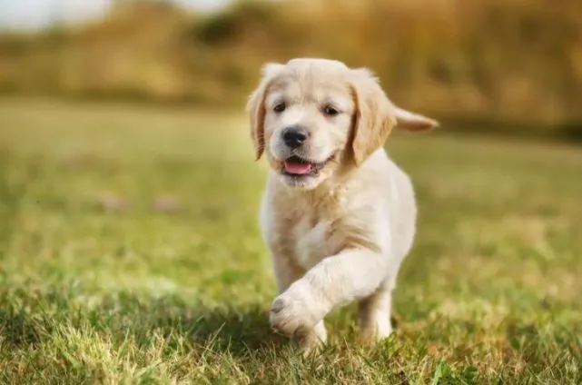 袖虎病狗攻略：据说是不治之症的狂犬病，狗狗感染有什么症状