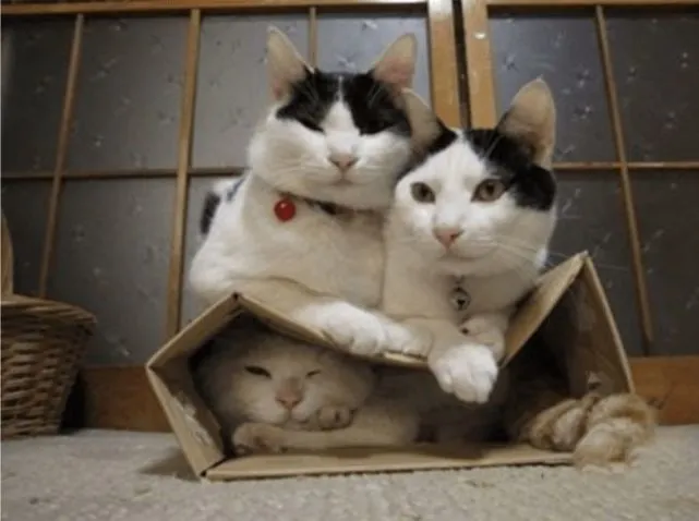 没有什么能够阻挡我对纸箱的热爱