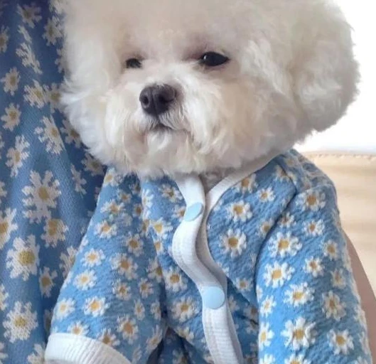 比熊和泰迪长得像“亲兄弟”，可为什么人们更愿意养比熊？