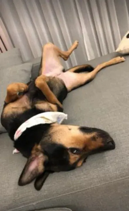 狗狗小时候一张黑脸，结果1岁后变成一张黄脸，网友：遭遇诈骗了？