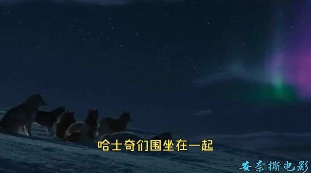 七只二哈的南极荒野求生，抓飞鸟，战怪兽，它们能存活下来吗？