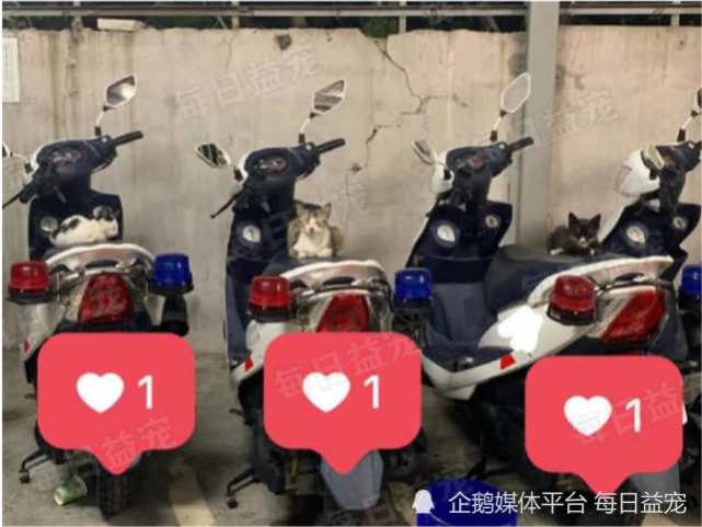 警察准备出任务，却见3只萌猫咪趴警车呼呼大睡，该叫醒它们吗？