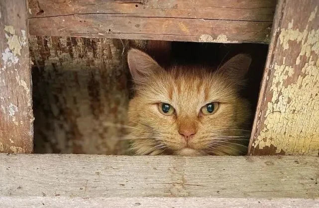 猫趣｜买农舍还送猫？看着15只流浪猫，农场主找到了自己的人生目标