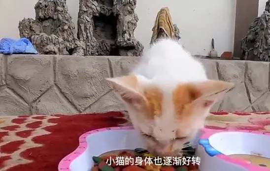 被撞到的小猫奄奄一息，幸好得到小伙帮助，才得以活了下来