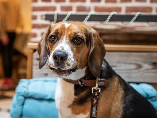 美媒：狗能学会多少单词？训狗师给出答案