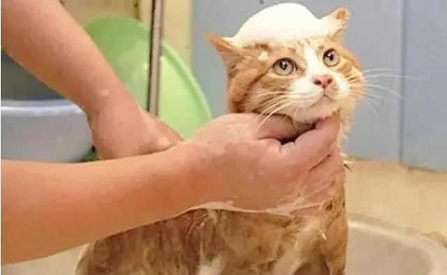 “带着猫咪去洗澡，却没想到是猫咪生命中的最后一天”