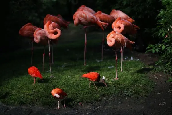 小动物睡眠图鉴，哪款你爱了？