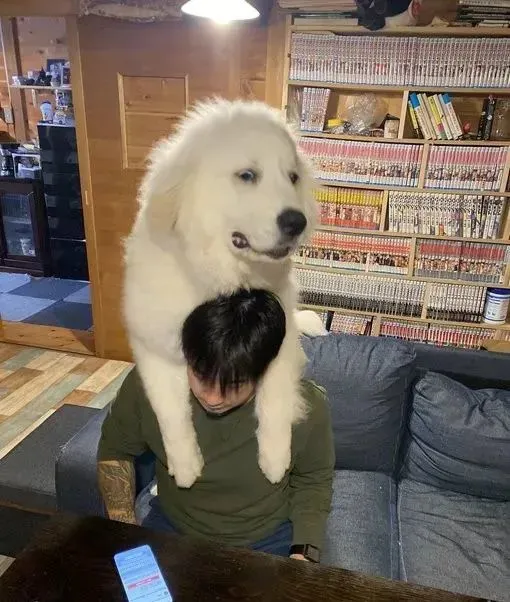 抱回家一个小奶狗，4个月大就长到1米5……这就是传说中的巨婴？