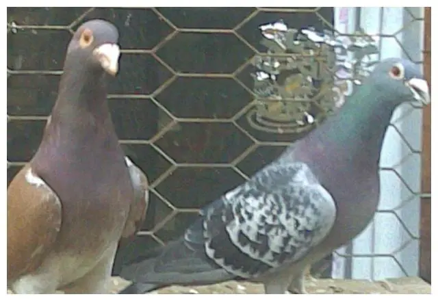 当不同阶段的鸽子混合饲养，有哪些问题要重视？