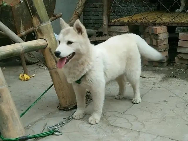 曾是春分节气难得的美食，如今很多人却不认识，看看都是啥？