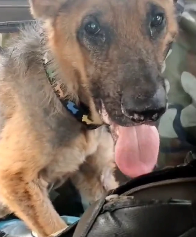 饿到皮包骨，严重皮肤病的流浪小德牧，虽一身伤病，但眼里却满是坚定和忠诚