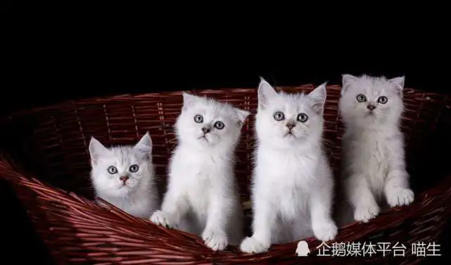 猫咪怀孕的几个特征，铲屎官必看！