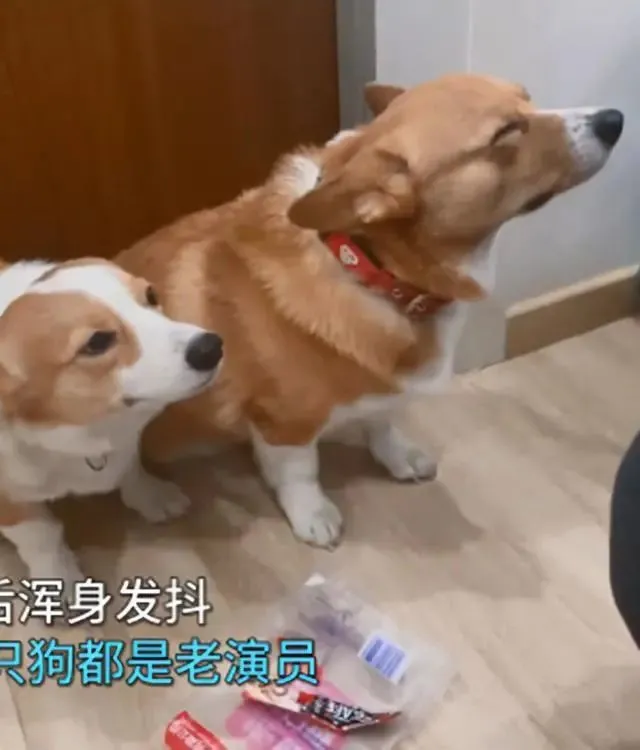 柯基父子犯错后浑身发抖，主人显得有些语塞了：我还没动手呢