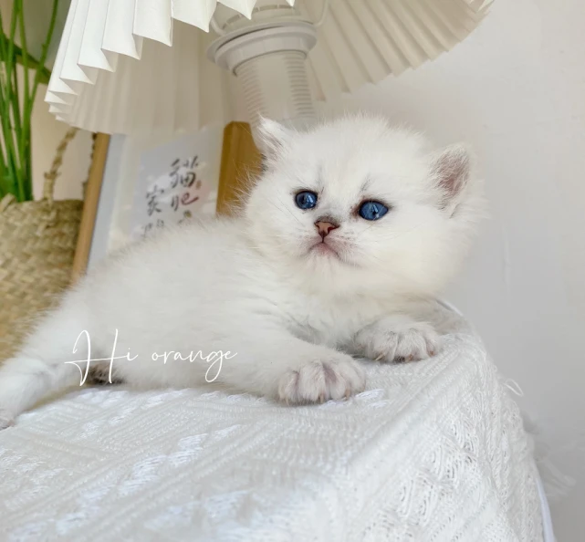 猫咪变得“老虎屁股摸不得了”总爱咬人怎么办？