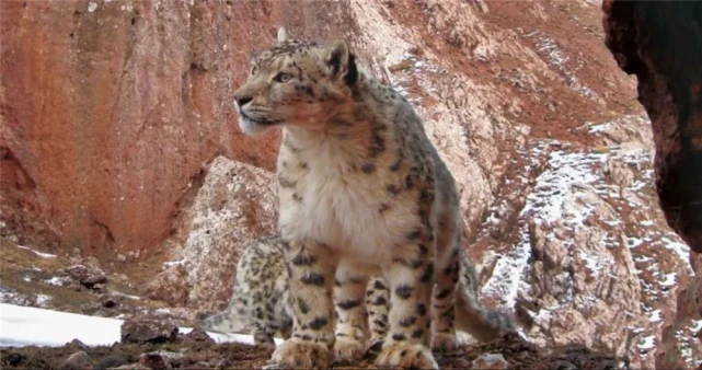 三江源出现雪豹，捕白唇鹿吃饱后在旁守着，但不敢攻击来抢食的狼