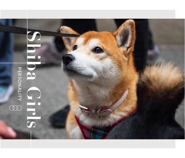 “长相冷静，但个性淘气”：喜欢柴犬的女生，都有这些可爱特质