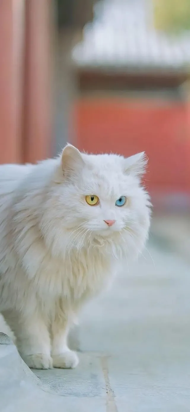 【220321】故宫里的猫咪​​​​