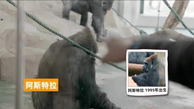 扒一扒上海动物园里大猩猩家族的关系～