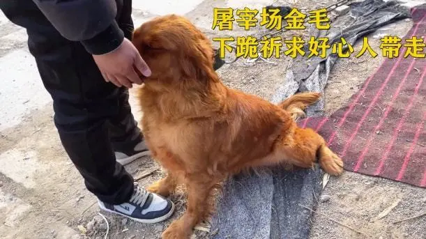 屠宰场里的1只金毛，跪下来请求小伙：可以带我离开这里吗？