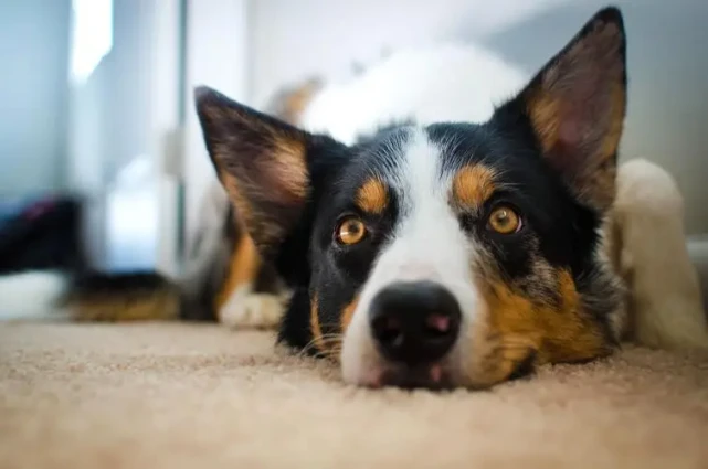 为什么说狗狗是“近视眼”？