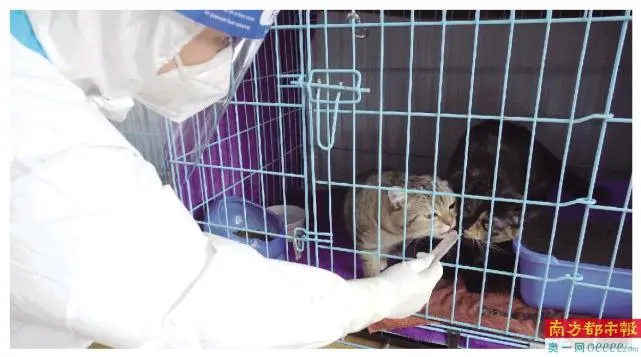 福田区明确携宠隔离需要同时满足3个条件